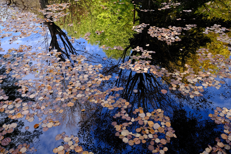 水面に巡る秋景色