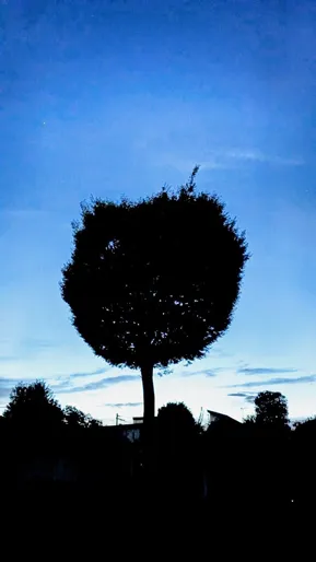 巨大なねぎ坊主？