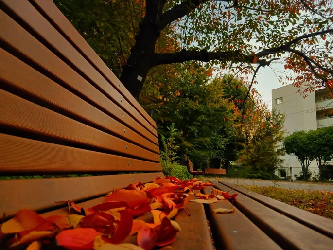 ベンチにも秋が来ました！