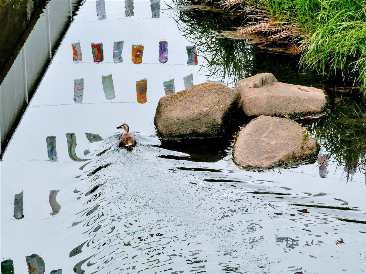 神田川のこいのぼりとカルガモさん