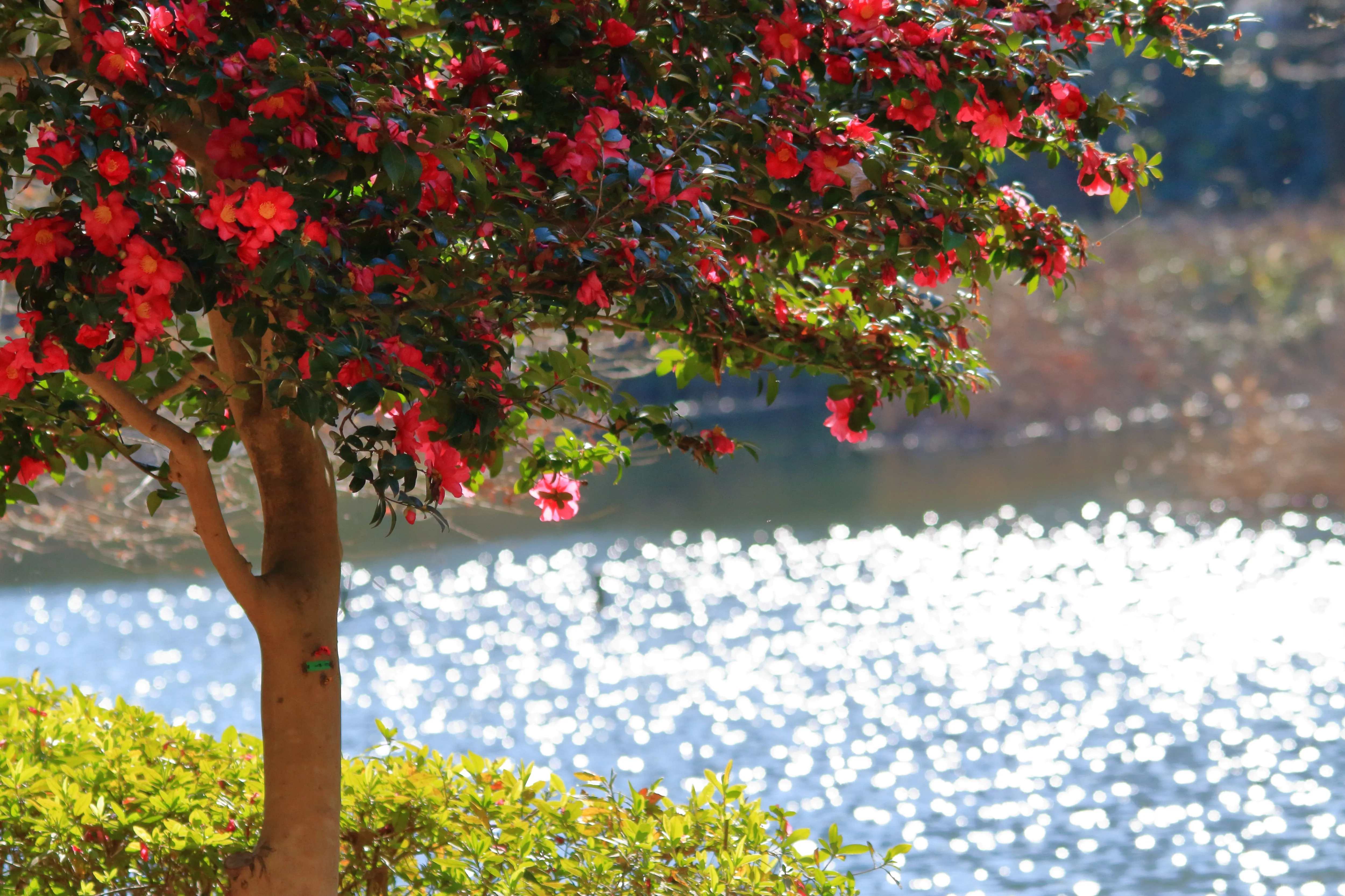 ナイスショットで賞2堀 康二さん作品名：リフレクションの写真