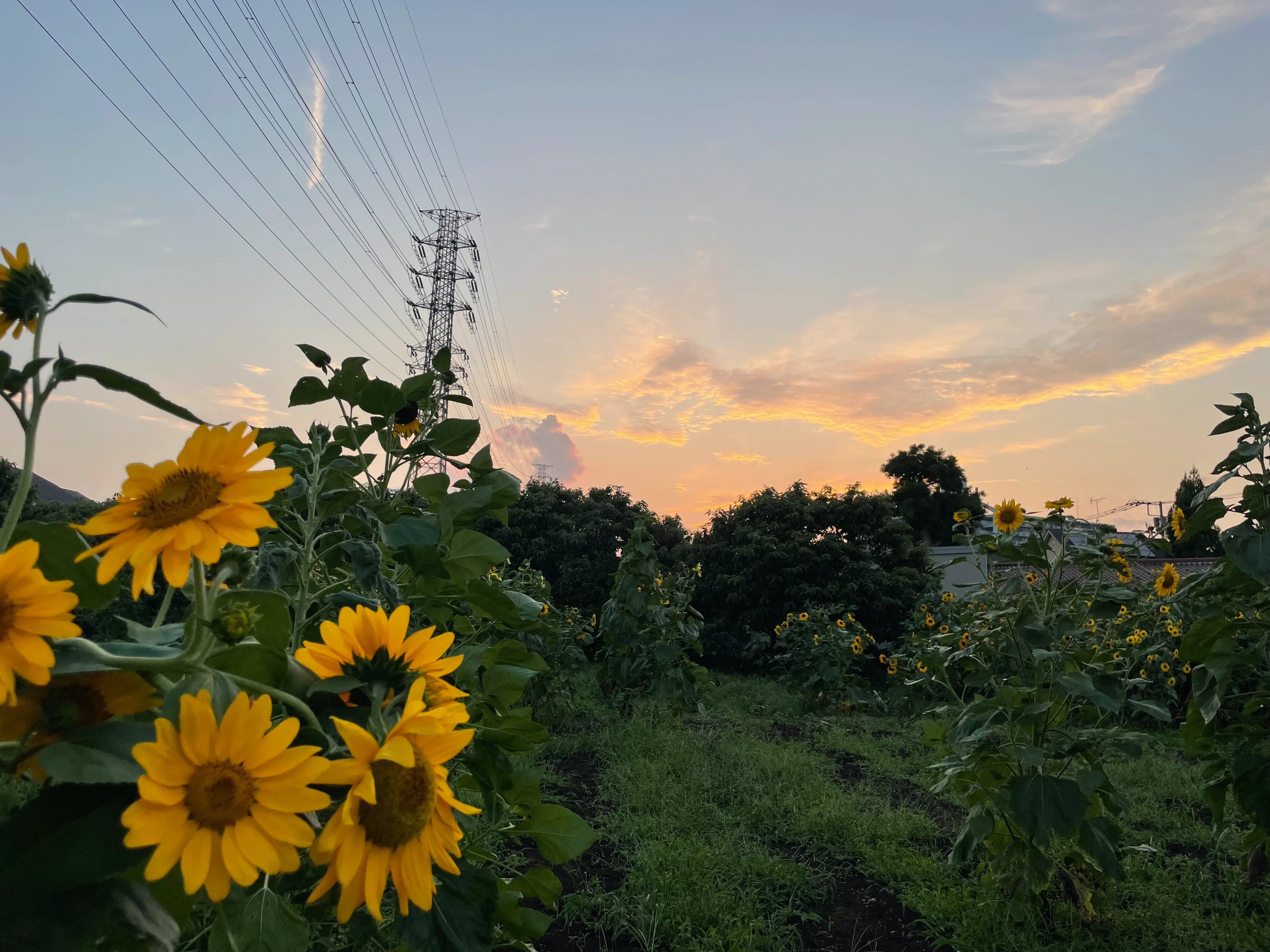 未来の写真家賞2村坂 友実子さん作品名：夕暮の向日葵の写真