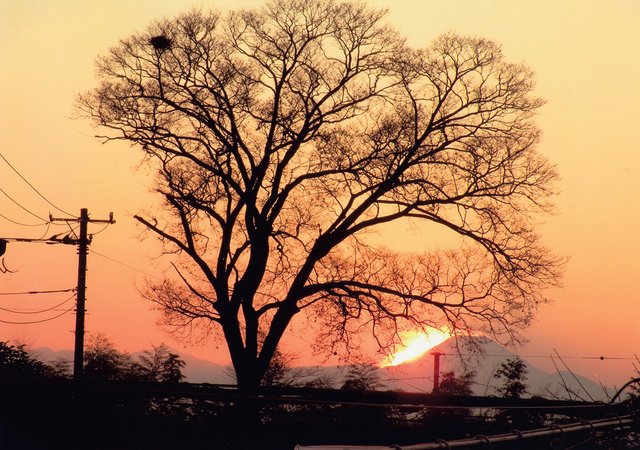 「燃える富士山と鳥の巣」三瓶　巧さん（2008年）撮影場所：大沢2丁目付近