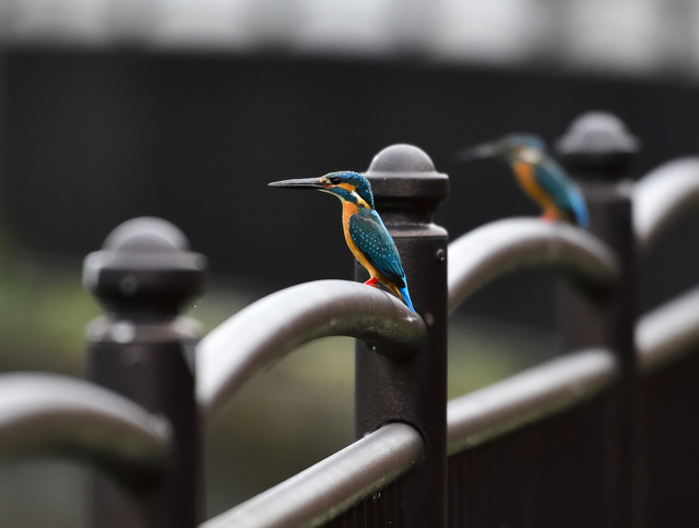 「仙川のデート」高橋 宏一さん（2018年）撮影場所：仙川