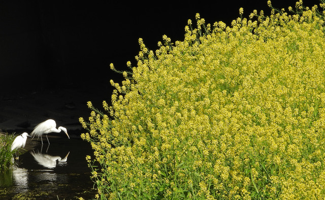 「陽春」大谷 正志さん（2021年）撮影場所：新川 （仙川ー東八道路下）