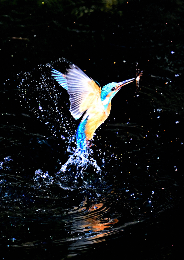 「水しぶき」高橋 宏一さん（2021年）撮影場所：勝淵神社わきの仙川