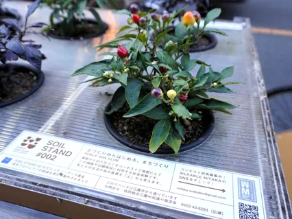 苗木